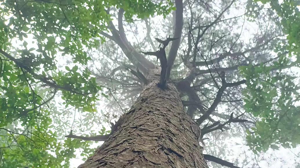长白山珍稀古树群揭秘，特性详解、竞品对比与深度用户体验洞察