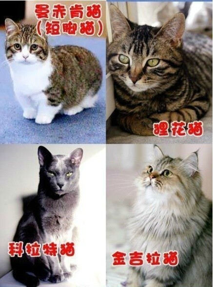 最新猫咪网使用指南，轻松掌握猫咪养护技能