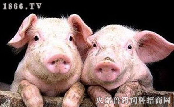 最新传染病猪事件深度解析，背景、进展与影响探讨（11月6日最新报道）