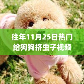 关于狗狗挤虫子的视频现象，深度解析与观点分享