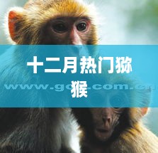 十二月猕猴热潮，探秘热门猕猴世界
