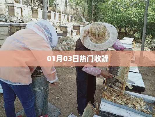 热门收蜂，最新资讯一网打尽！