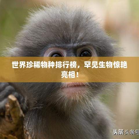 yongrongdianya 第2页