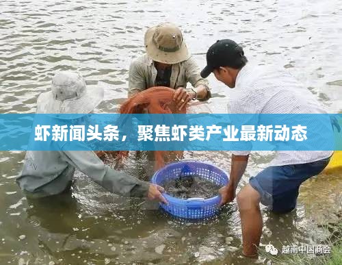 橘虞初梦
