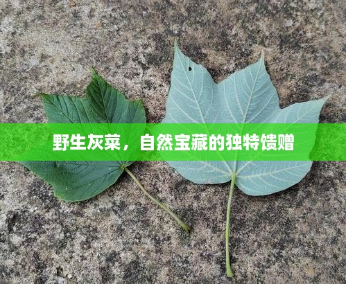 野生灰菜，自然宝藏的独特馈赠